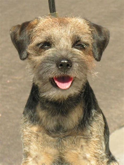 Border Terrier Fun Facts And Crate Size Border Terrier Dog Breeds