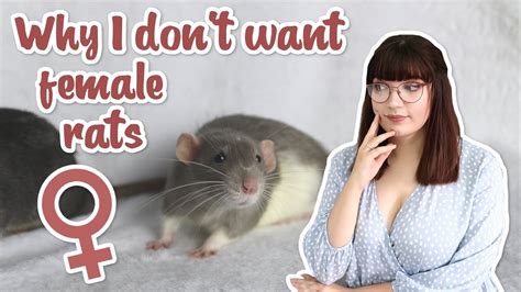 Why I Dont Want To Own Female Rats Qanda Youtube
