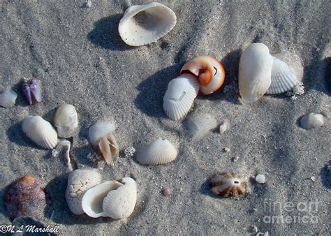 Sanibel Island Shells 11 Photograph By Nancy L Marshall Fine Art America