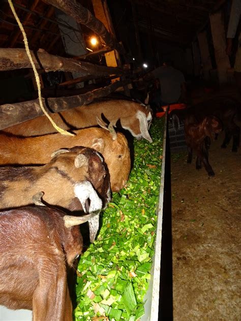 3 To 4 Brown Sirohi Goats 12 Meat At Rs 10000unit In Bengaluru Id 21486144655