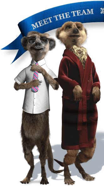 Meerkats In Love — This Is My Otp