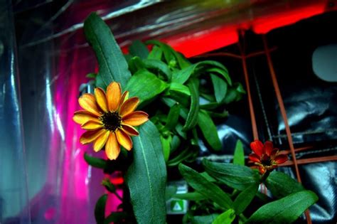 Nasa Astronaut Revealed First Flower To Ever Bloom In Space