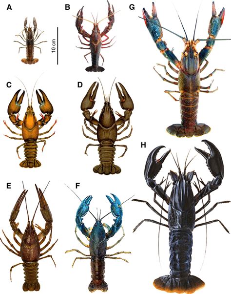 Comparison Of Body Size And Chela Size Between Marbled Crayfish And