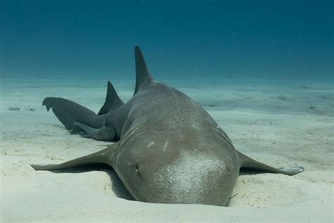 Nurse Sharks Wildquest Wild Dolphin Swims Bahamas