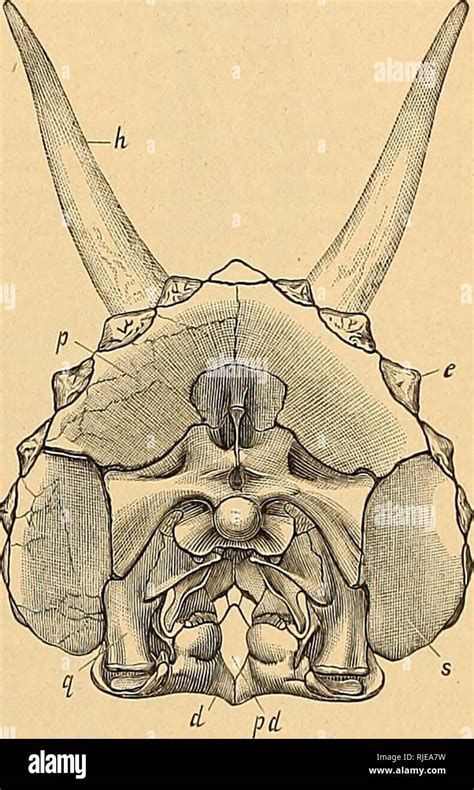 the ceratopsia ceratopsia the skull 19 anterior opening of the alisphenoid canal there is a