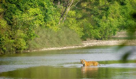 Bardia Jungle Safari 3 Night 4 Days Nepal Recreation Exotic Jungle Tour