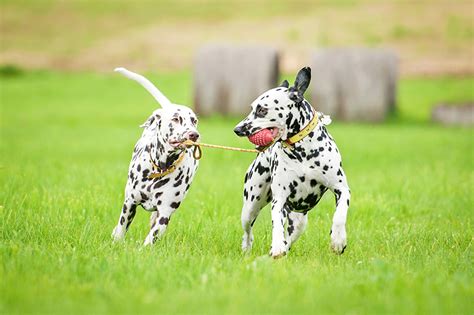 Photo Dalmatian Dog Running Two Grass Animals