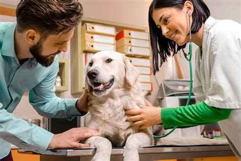 A doctor will examine a pet, prescribe treatment and give recommendations on care and nutrition. Managing Veterinary Care for Your Pet - Dog Days Online