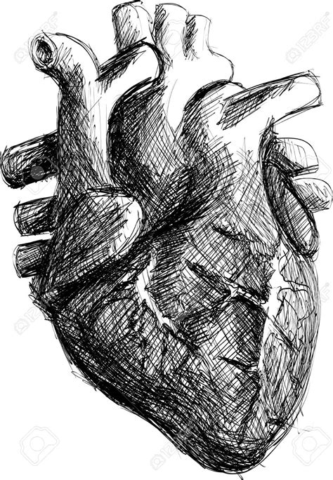 Drawing Of Human Heart Realistic Black And White Hand Drawn Human Heart