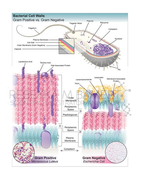 Bacterial Cell Walls Illustration Welcome