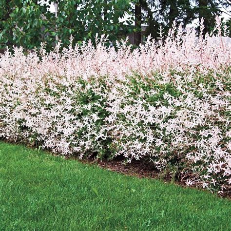 Flamingo Dappled Willow Variegated Foliage Spring Hill In 2021