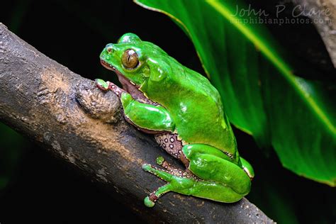 Giant Waxy Monkey Frog Phyllomedusa Bicolor Adult Female Flickr