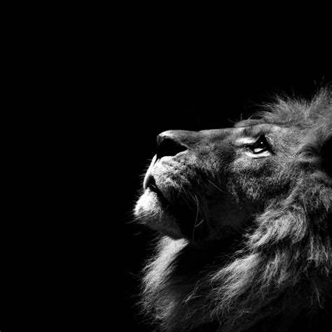 10 Most Popular Black And White Animal Wallpaper Full Hd 1080p For Pc