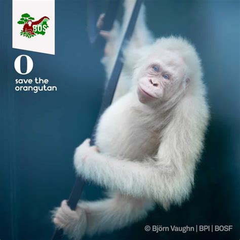 Alba The Albino Orangutan Save The Orangutan