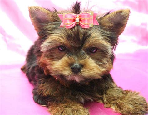 Yorkshire Terrier Puppies For Sale | New York, NY #235279