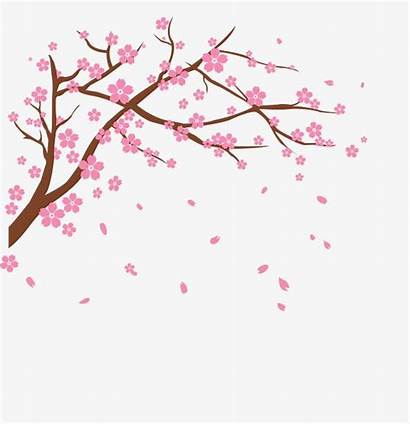Blossom Cherry Clipart Tree Branch Clip Vector