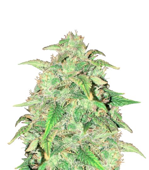 Mephisto Genetics Sour Bubbly Seeds Green Parrot