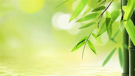 Green Bamboo Leaves Background Hd Wallpaper Pxfuel