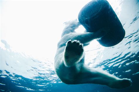 Banco de imagens embaixo da agua azul Urso polar mergulho livre Esportes esporte aquático