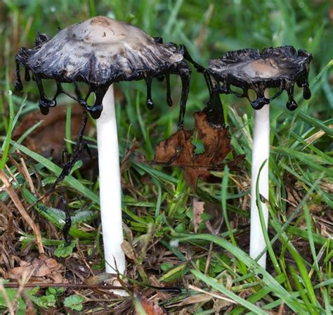 Springfield Plateau Carnivorous Fungi