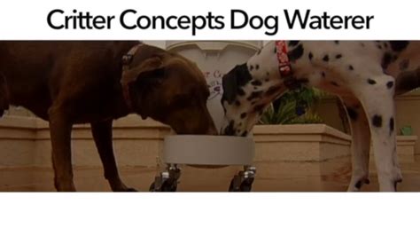 Critter Concepts Cooler Plastic Automatic Dog Water Fountain 35 Gal