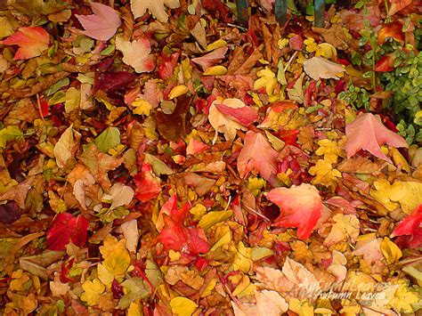 Free Download Fall Wallpapers Tumblr Autumn Leaves Background Tumblr