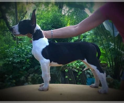 They do not do well as yard dogs, although they do need a fenced yard for exercise and playtime. View Breeder Profile: Great Dane Dog Breeder near Florida ...