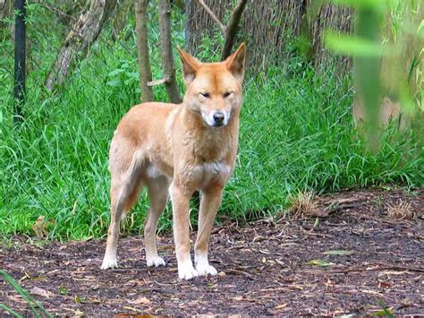 Dingo Animals Latest Facts And Pictures All Wildlife