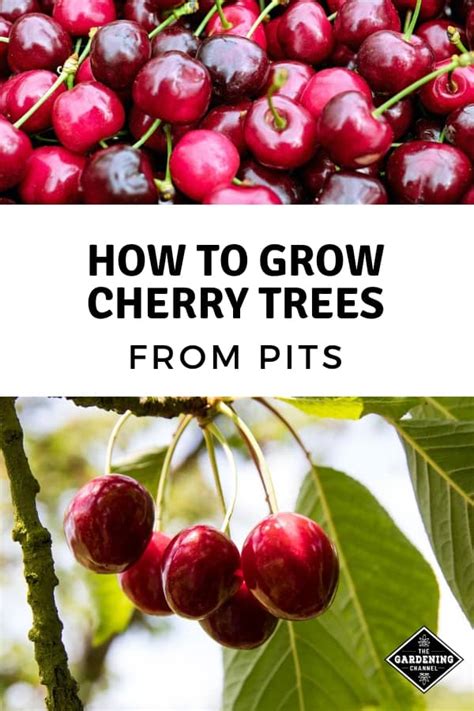 How To Grow Cherry Trees From Pits Gardening Channel