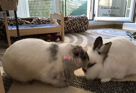 Kisses For My Sweetheart Bunny Bunny Rabbit Binky