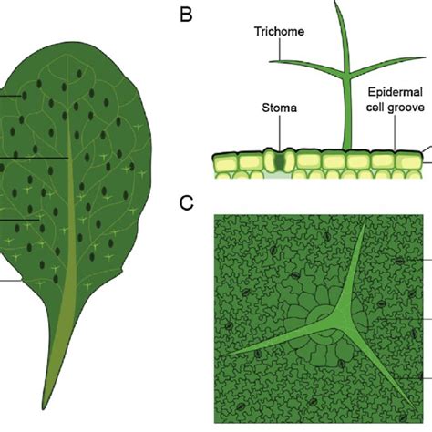 A Representation Of An Arabidopsis Thaliana Leaf And Its Main