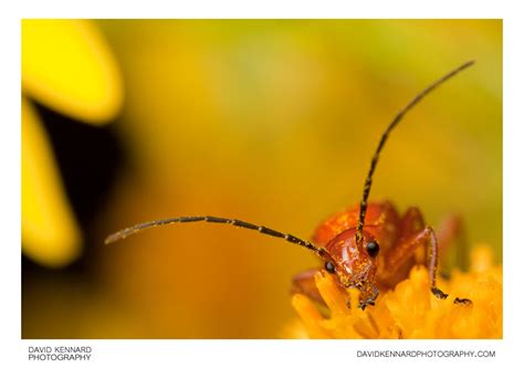 Rhagonycha Fulva Common Red Soldier Beetle Iv · David Kennard