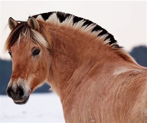 So when ellie came up for sale it was an easy decision to take a look at her and then bring her home. Fjord Horse: Most Important Information for Horse Lover