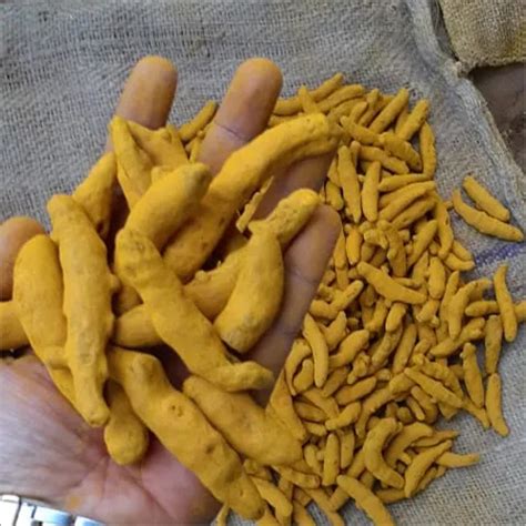Organic Turmeric Finger Manufacturers Suppliers Dealers