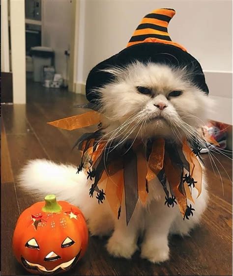 Costumes That Prove Cats Always Win At Halloween Pet Halloween