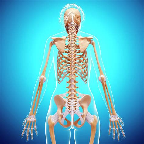 Female Skeleton Photograph By Pixologicstudio Science Photo Library Pixels