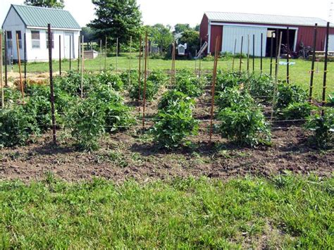 Florida Weave Tomatoes Outdoor Structures Trellis Plants