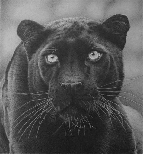 Clive Meredith Wildlife Art Black Leopard 12x11 Complete