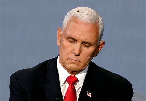 watch fly lands on mike pence s head and becomes the internet s breakout star leaves netizens in