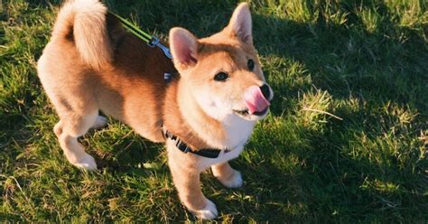 Learn more about the meme shiba inu. Not Just The Doge Army, Those Minting Dogecoin Have Struck ...