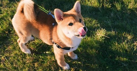 Shiba inu (shib) is currently ranked as the #2770 cryptocurrency by market cap. Not Just The Doge Army, Those Minting Dogecoin Have Struck ...
