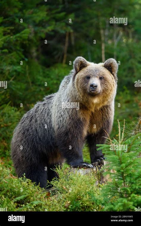 Close Up Big Brown Bear In The Forest Dangerous Animal In Natural