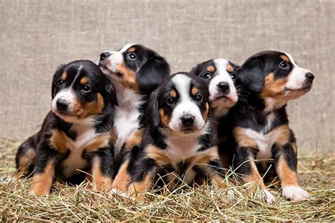 Entlebucher Mountain Dog Puppies For Sale Akc Puppyfinder