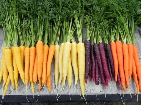 Variety Highlights A Rainbow Of Carrots Osborne Seed