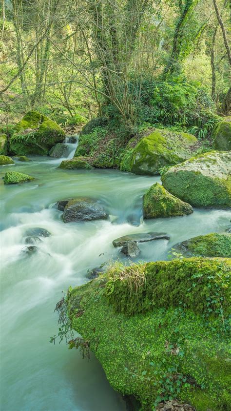Stream Moss Forest Trees Green Forest Landscape Photography