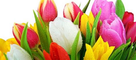 Check spelling or type a new query. Welcome to Our Wonderful World of Flowers | Durban Florist ...