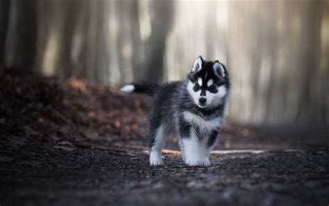 Download Wallpapers Husky Puppies Little Cute Husky Gray Puppy