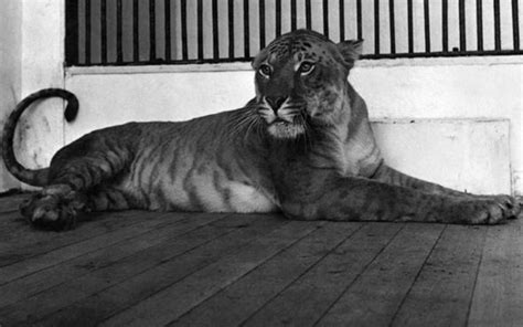 Tiger Lion Cross Maude The Tigon Is Back On Display After 65 Years