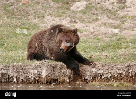 Grizzly Bear Yellowstone National Park Wyoming Lying Near Sedge Crreek