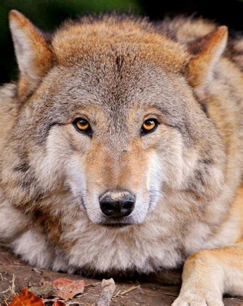 Fluffy Wolf Most Beautiful Pages Wolf Predator Animals Beautiful